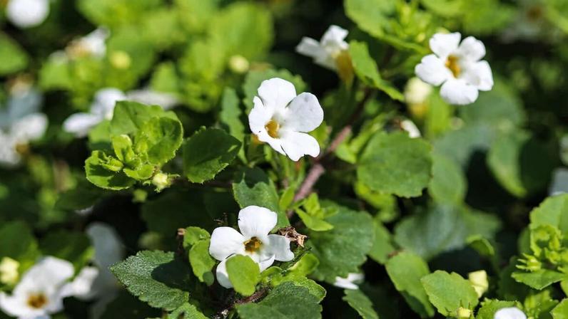 A utilização da Bacopa monnieri pode contribuir para mais disposição e foco no dia a dia