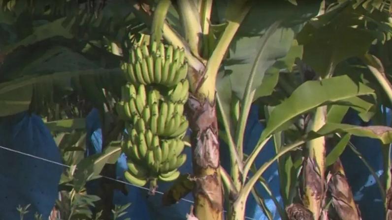 Nova variedade de banana foi descoberta e cadastrada em SC