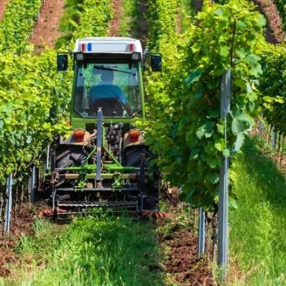 Viticultura celebra vitória histórica com suspensão de restrições ao cobre