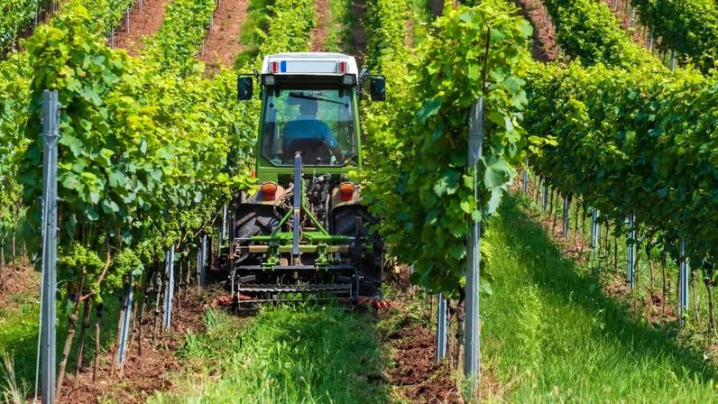 Viticultura celebra vitória histórica com suspensão de restrições ao cobre