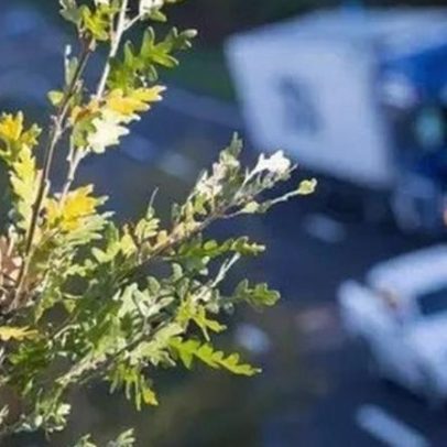 Morte de árvores junto a rodovias: causas e soluções