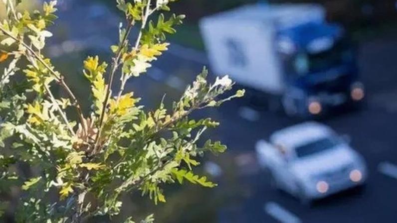 Morte de árvores junto a rodovias: causas e soluções