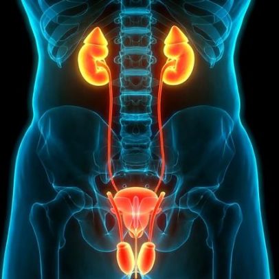 Urologista aponta ações para manter a bexiga saudável