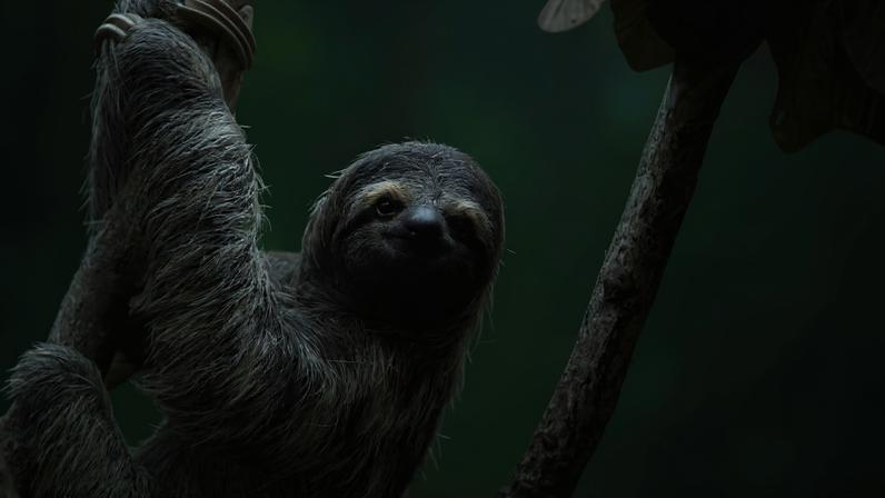 Foto de um bicho-preguiça. fundo verde. Metrópoles