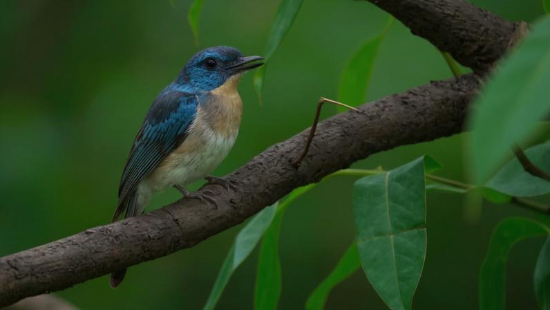 The vulnerable Rufous-breasted blue flycatcher (Cyornis camarinensis) was photographed in the Philippines in March 2025. It was last documented in 2008.