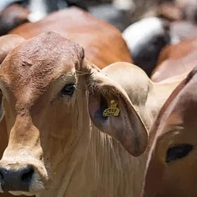 China reforça fronteiras e abate gado por febre aftosa