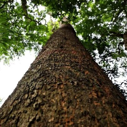 Conservação ajuda dipterocarpa ameaçada a expandir suas raízes em Bangladesh