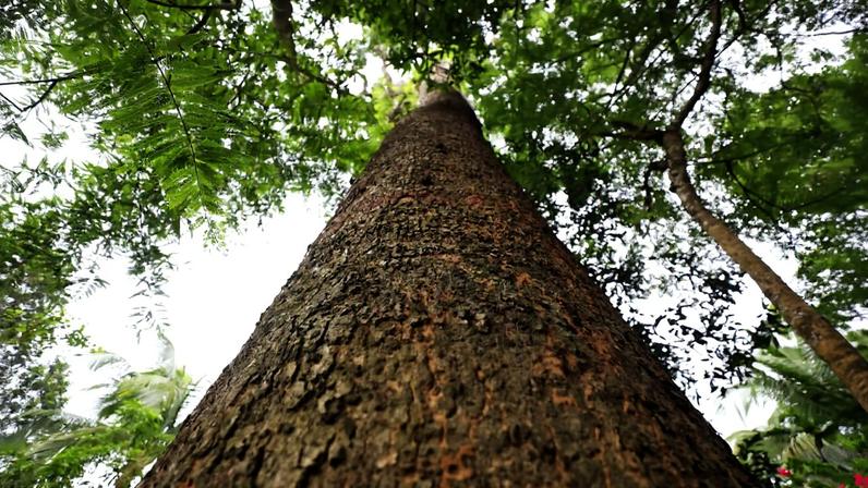 Conservação ajuda dipterocarpa ameaçada a expandir suas raízes em Bangladesh
