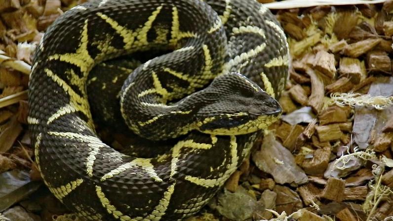 A Jararacuçu é considerada a segunda maior serpente peçonhenta do Brasil, podendo atingir até 2 metros de comprimento