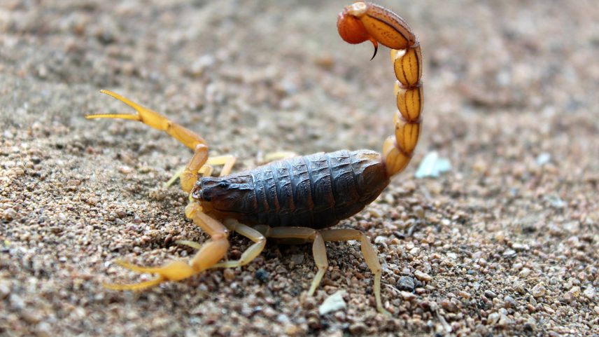 Até o momento, Minas tem cerca de 11 mil ocorrências com animais peçonhentos em 2026
