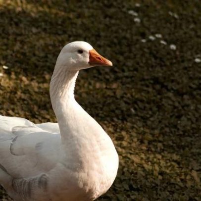 Congresso proíbe foie gras no Brasil e explica motivações