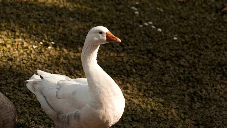 Para produzir foie gras, gansos passam por sofrimento antes do abate