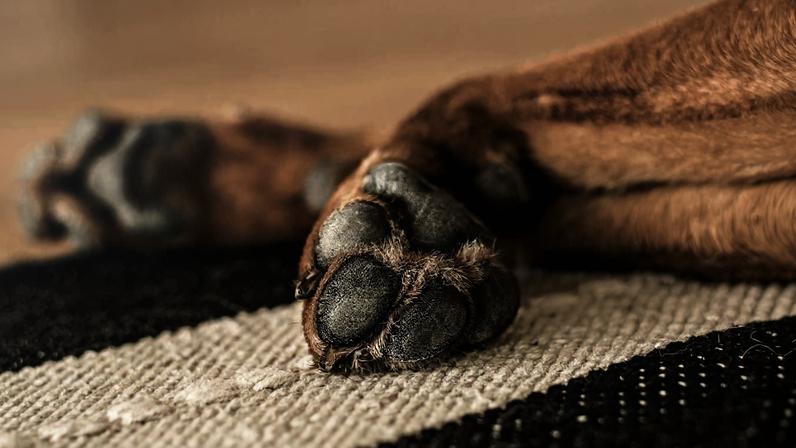Homem que matou cachorro em Juiz de Fora teve prisão preventiva decretada pela Justiça