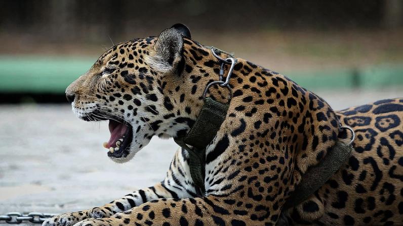 A Polícia Militar Ambiental acompanha as ocorrências com onças na região do Pantanal - imagem ilustrativa