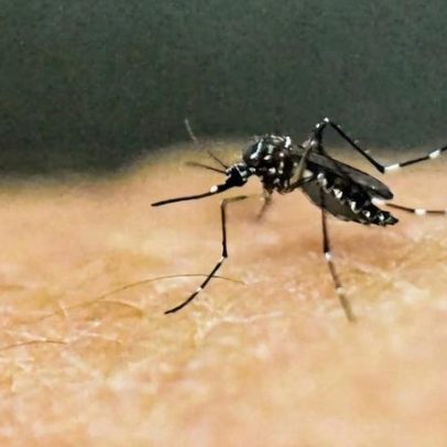 Casos de dengue em MG sobem quase 50% em três semanas; chegam a 39 mil
