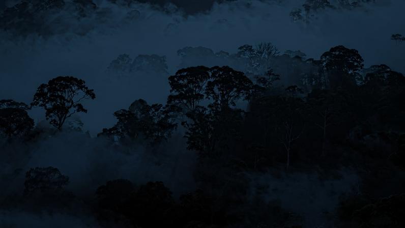 10 forças que podem moldar o futuro das florestas globais