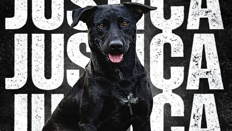 Bombeiro que matou cão em Goiânia diz que queria assustar; comunidade reage