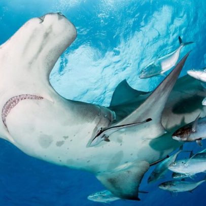 Cúpula de espécies migratórias impõe proteções marinhas diante de extinção