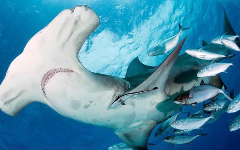Great hammerhead (Sphyrna mokarran).