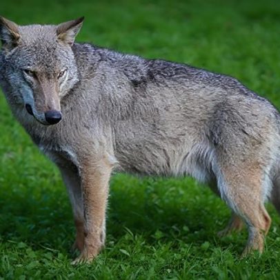 Suspeita de envenenamento envolve mortes de 18 lobos em parque nacional italiano