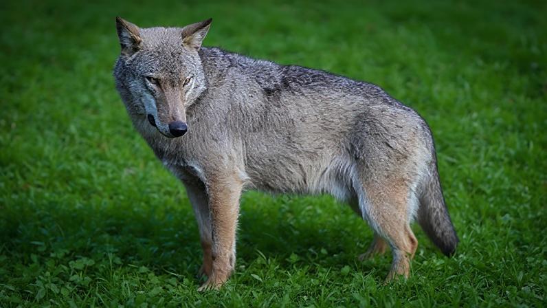 Italy is home to about 3,300 wolves, according to a 2020-21 census by Ispra