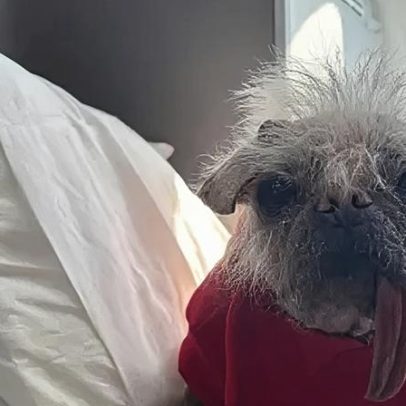 Animais de estimação podem viajar na cabine de voos no Reino Unido