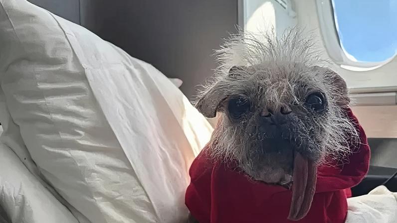 Animais de estimação podem viajar na cabine de voos no Reino Unido