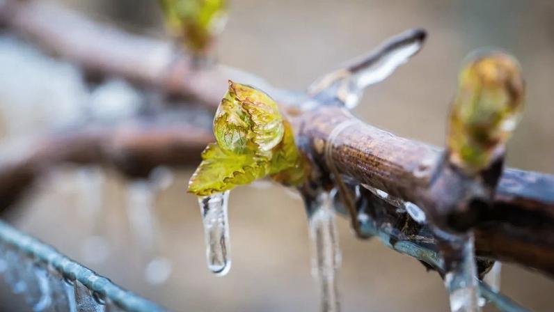 Le gel menace chaque année, au printemps, les régions viticoles.