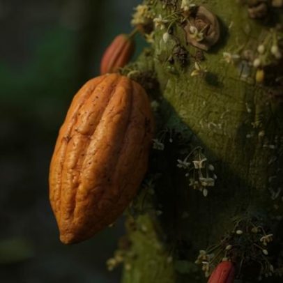 El Niño pode reduzir o superávit global do cacau em 2026/27
