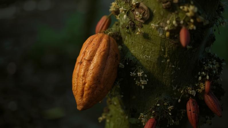 Cacau produzido na região sul da Bahia.