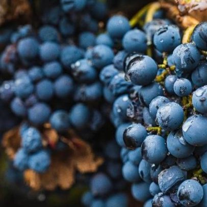 Dia da Malbec é celebrado com churrasco e novidades na bebida