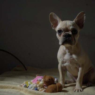 Cachorra em Santa Catarina fica mal após ingerir 55 pedras de crack