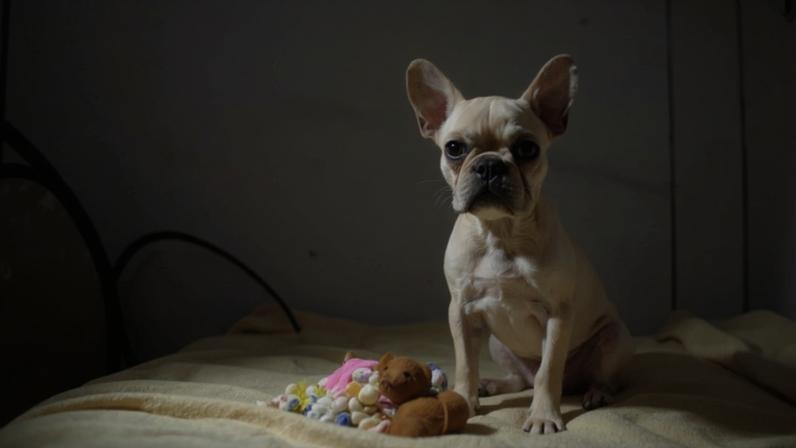 Imagem colorida mostra cachorra que ingeriu crack - Metrópoles