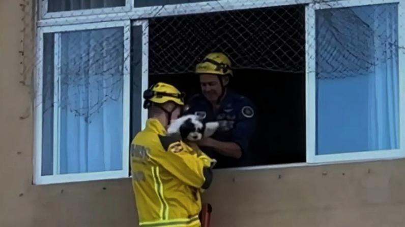 Cachorrinho é resgatado após prédio ser evacuado em Itajaí