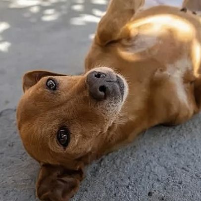 Brasil reage à criação de raça mexicana a partir de cão caramelo