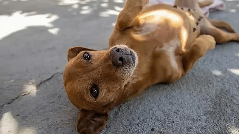 Cachorro caramelo virou ídolo mexicano