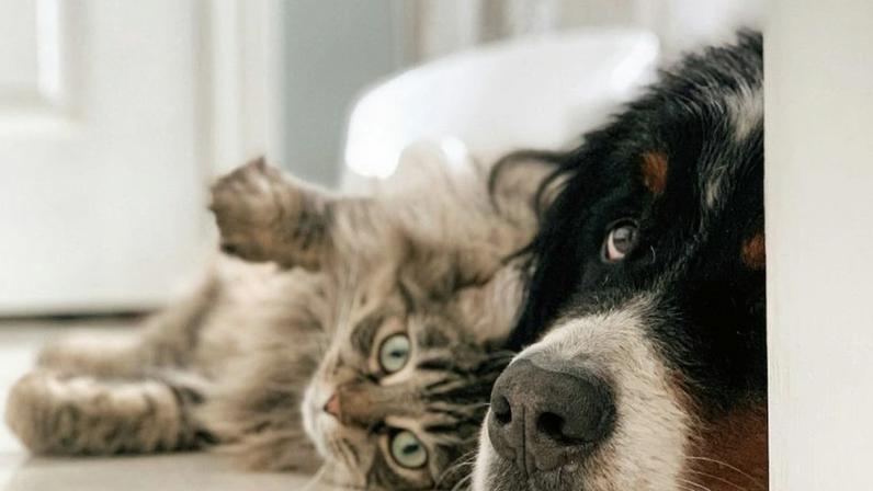 Plataforma facilita registro de queixa por maus-tratos a animais