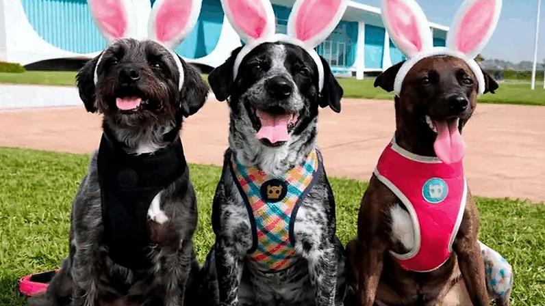 A primeira-dama Janja Lula da Silva publicou, em seu perfil no Instagram, uma foto de seus 3 cachorros com orelhas de coelho