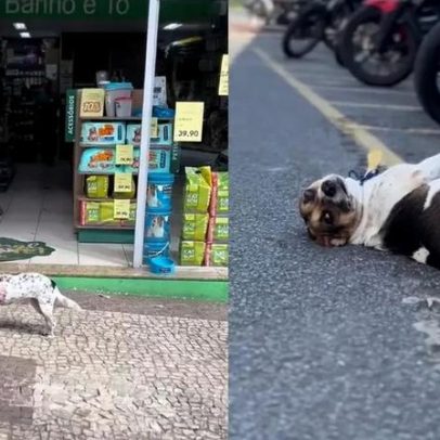 Cães da PM viralizam com rotina no batalhão, Patrulha da Fofura