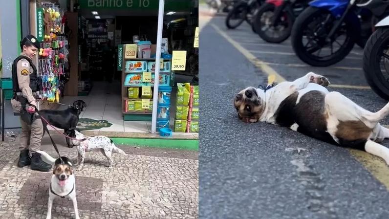 Cães da PM viralizam com rotina no batalhão, Patrulha da Fofura