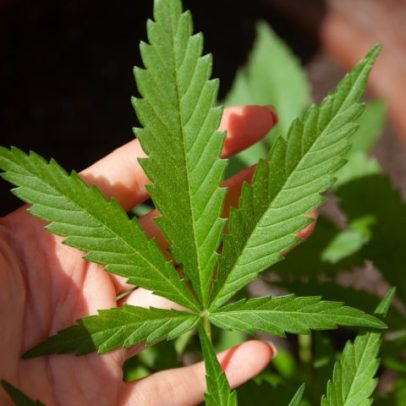 EUA facilitam acesso à maconha medicinal