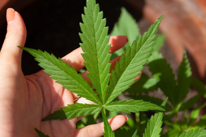 Antes, a maconha compartilhava a mesma classificação que a heroína e a metanfetamina na chamada Lista I, uma categoria reservada para drogas - (crédito: Alissa De Leva por Pixabay )