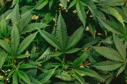 O uso mais frequente de maconha pode prejudicar uma importante habilidade de memória no cérebro, diz estudo