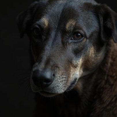 Cão Orelha: empresário investigado por coação morre em Santa Catarina