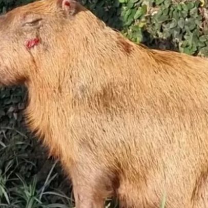 MPRJ denuncia agressores de capivara na Ilha do Governador, RJ