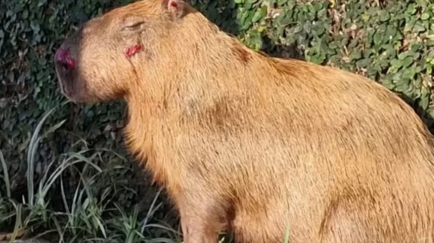 Capivara agredida por homens. Foto: CRAS/Divulgação