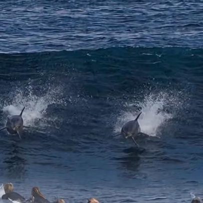 Italo Ferreira surfa com golfinhos em Margaret River