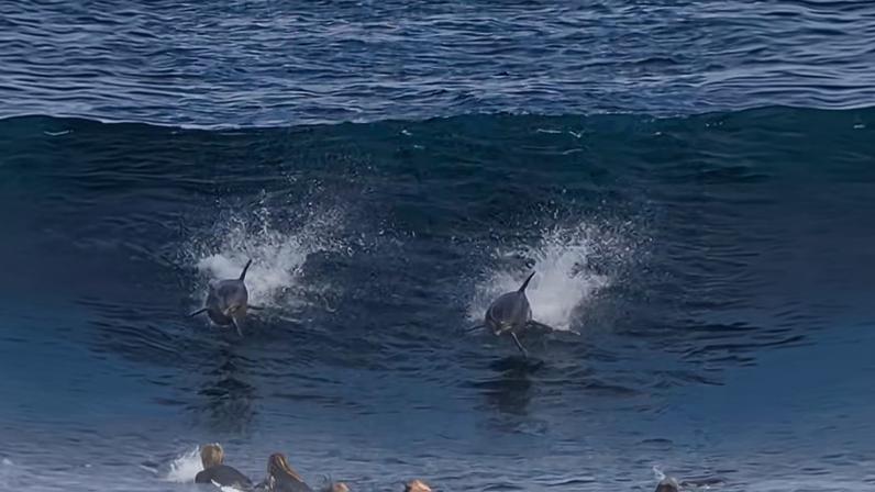 WSL: Italo Ferreira surfa ao lado de golfinhos em Margaret River — Foto: Reprodução