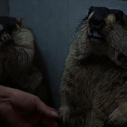 Vídeo de marmota com unhas cortadas viraliza, causando desespero na 'irmã'