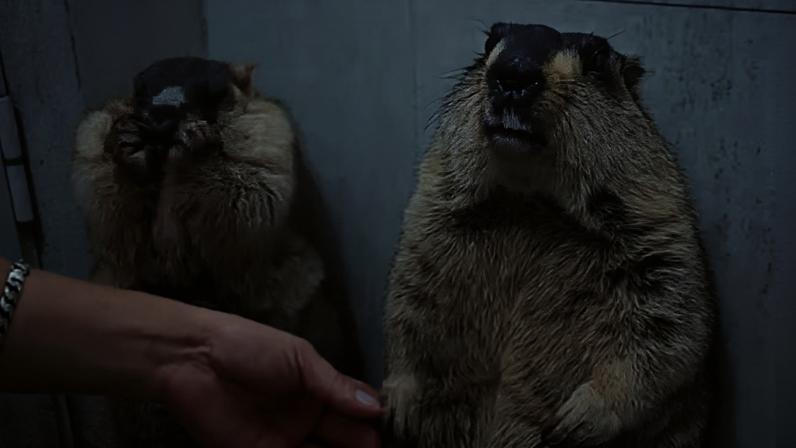 O drama das marmotas tendo as unhas cortadas em vídeo compartilhado por perfil francês no X — Foto: X/Twitter